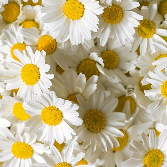 Kamillenblüten Kamillenblüten