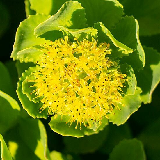 Rosenwurz Rhodiola Rosea Rosenwurz Rhodiola Rosea