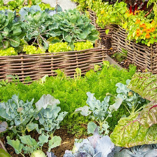 Essbare Blüten selber anpflanzen Blüten selbst anpflanzen