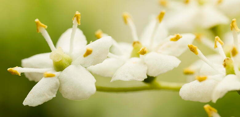 Holunderblüten sind gekocht essbar Holunderblüten