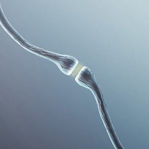 Zwei Nervenenden, die einen Reiz weiterleiten