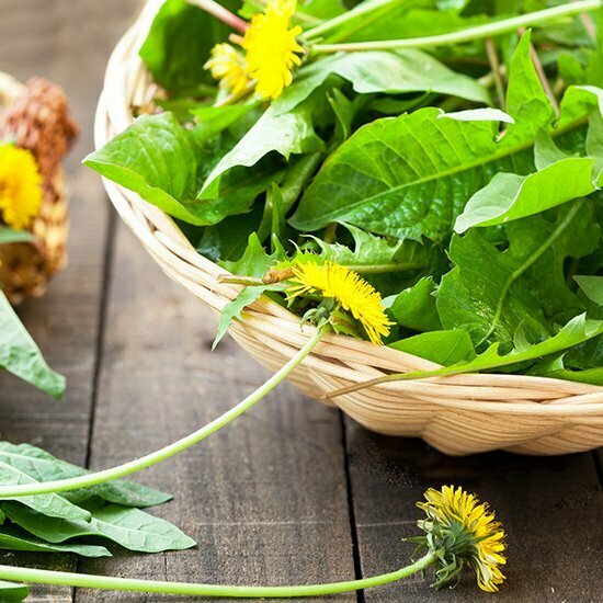 Löwenzahn Blätter und Blüten sind essbar Löwenzahn Blüte und Blätter