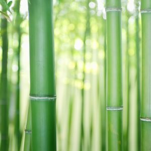 Bambus enthält Silizium Bambus