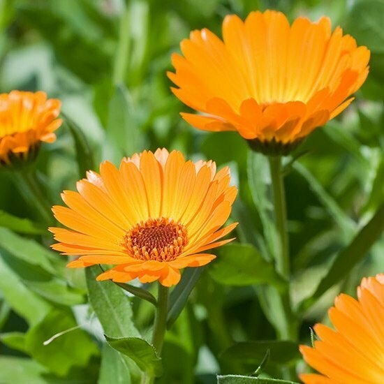 Ringelblume und ihre Wirkung Ringelblumen im Feld