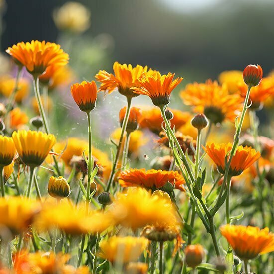 Ringelblumen als Zierpflanzen Ringelblumen Feld