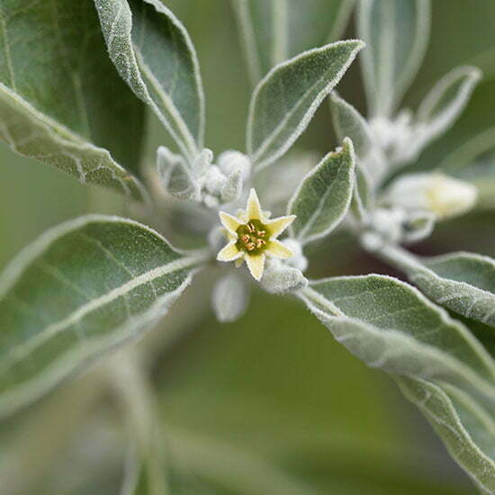 Ashwagandha-Pflanze Ashwagandha-Pflanze