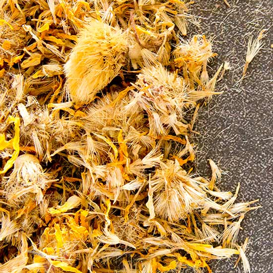 Getrocknete Arnika Blüten Getrocknete Arnika Blüten