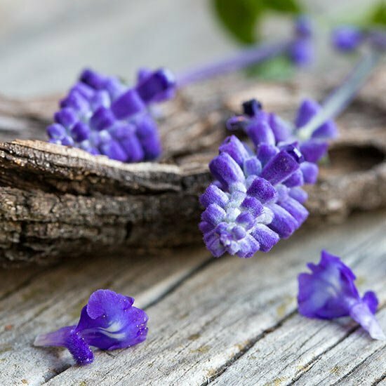 Lavendel Lavendel