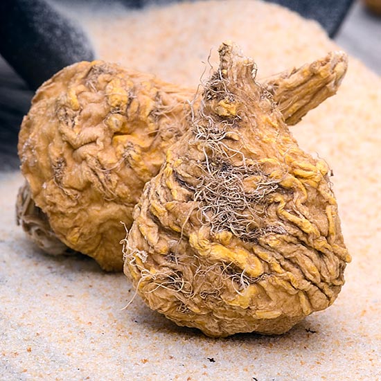 Maca Wurzel