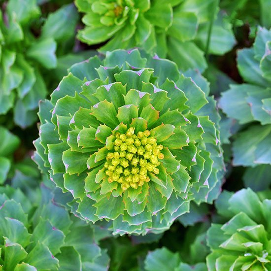 Rosenwurz Rosenwurz (Rhodiola rosea)