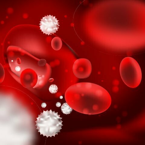 B-Vitamine tragen zu einem normalen Immunsystem bei Fresszellen des Immunsystems bei der Vernichtung von Bakterien