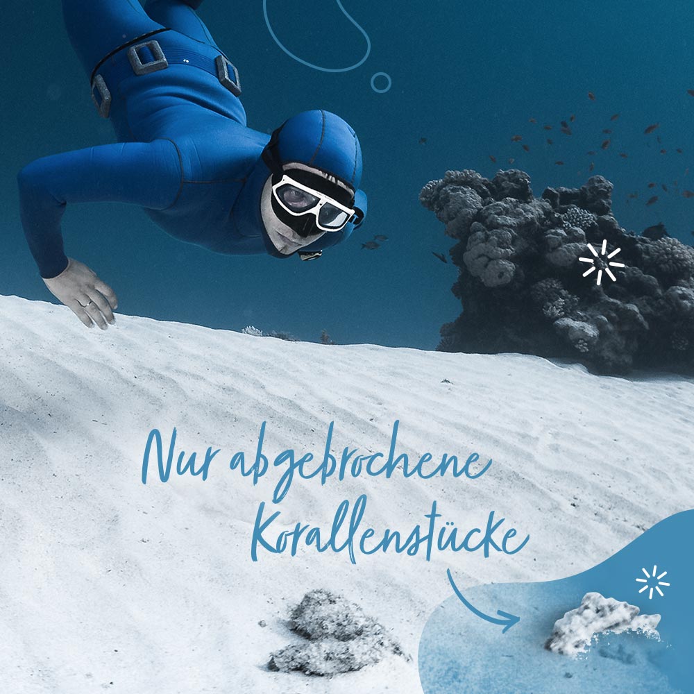 Ernte Sango Meeres Koralle Taucher bei der Ernte der Sango Meeres Koralle
