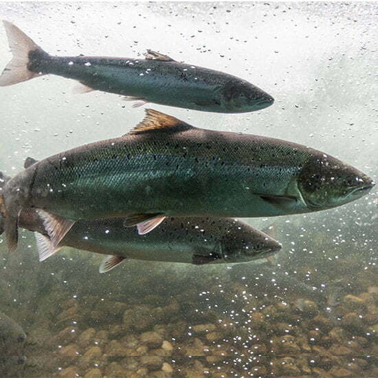 Lachse, aber auch Makrelen, Hering oder Sardinen werden zur Produktion von Fischöl verwendet. Lachse im offenen Wasser - auch sie zählen zu den haupstächlichen Arten aus denen Fischöl gemacht wird.