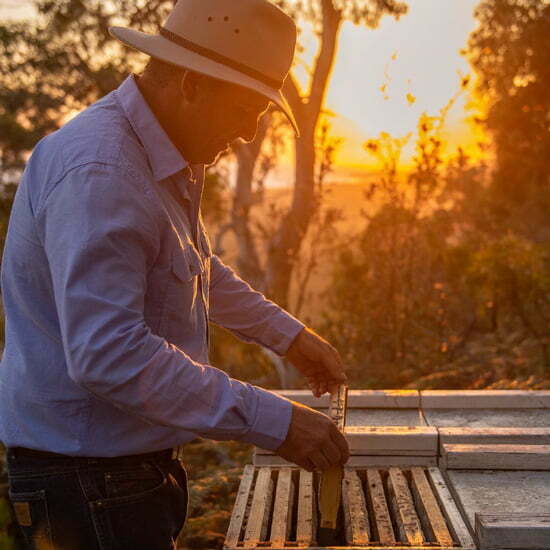 Manuka Honig stammt von der Manuka Pflanze Imker mit Honigwabe im Sonnenuntergang