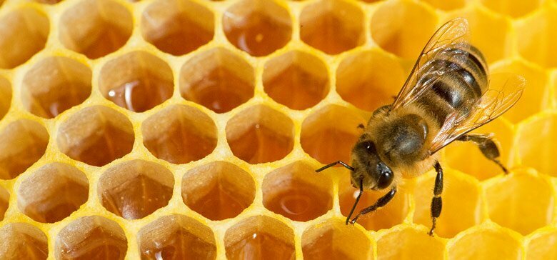 Honig ist ein hochwertiges Naturprodukt Eine Honigbiene krabbelt über eine Wabe