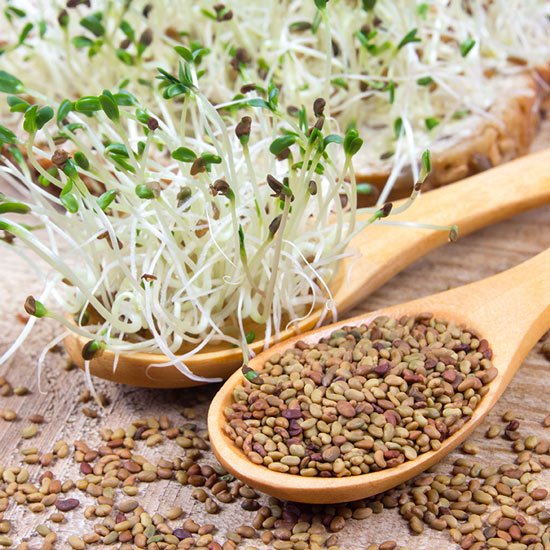 Alfalfa-Sprossen Alfalfa-Sprossen