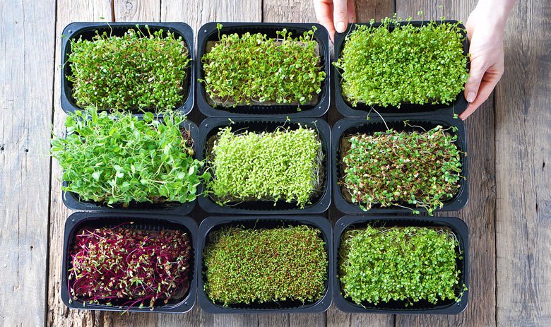 a group of small plants in containers