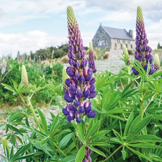 Die Lupine schmeckt nicht nur toll, sondern sieht auch toll aus Lupinenstaude