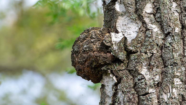Chaga Pilz auf einer Birke