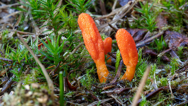 Cordyceps-Pilze in ihrer natürlichen Umgebung