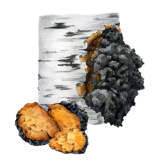 Chaga-Pilz und Birkenrinde