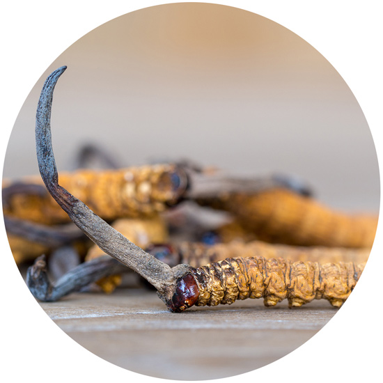 Getrocknete Cordyceps-Pilze für medizinische Verwendung