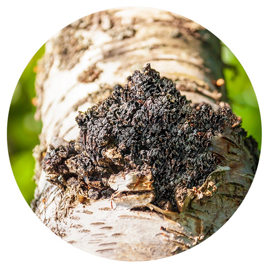 Chaga-Pilz an einer Birke