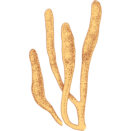 Cordyceps militaris in der Natur