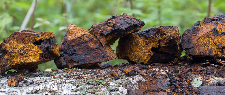 Chaga-Pilz auf einer alten Birke