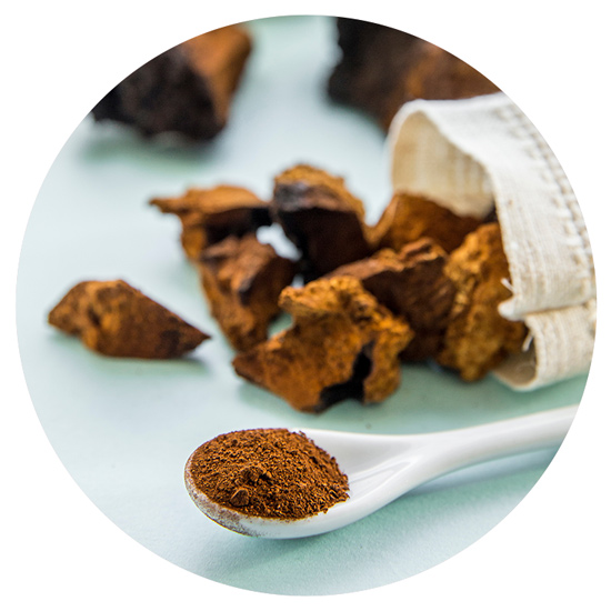Chaga-Pulver und getrocknete Chaga-Stücke