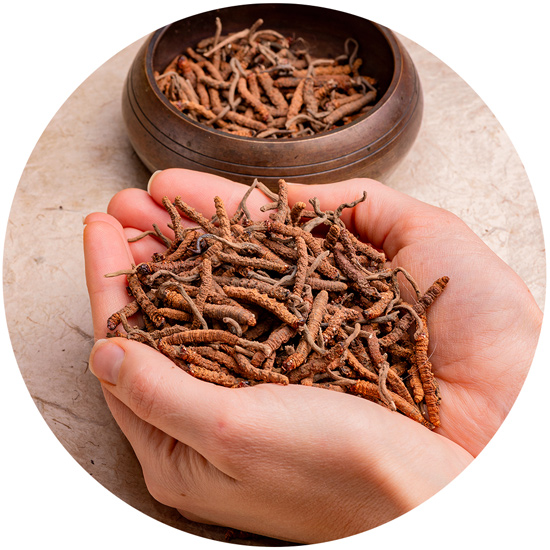 Traditionelle Sammlung von Cordyceps-Pilzen