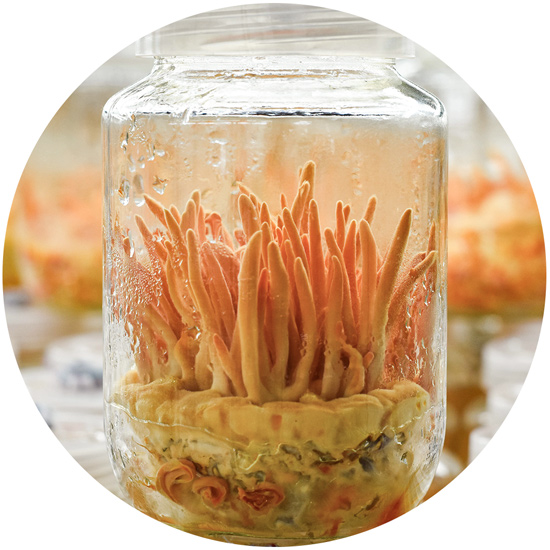 Moderne Kultivierung von Cordyceps-Pilzen im Labor
