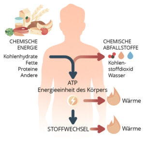 02_Bild_Was-ist-der-Stoffwechsel