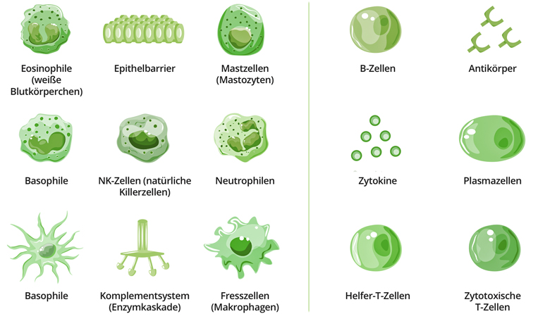 05_Die-Immunzellen