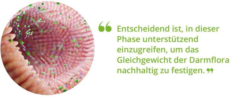 Schematische Darstellung der Darmflora