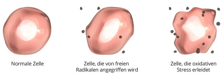 03_Freie-Radikale