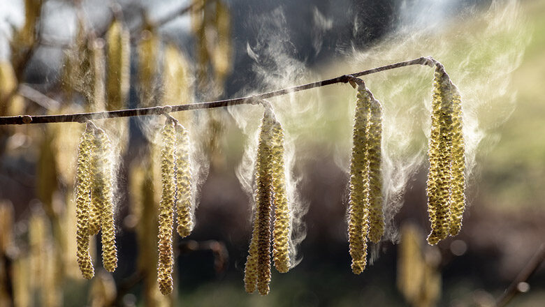 04_Pollenallergie_Pflanzen
