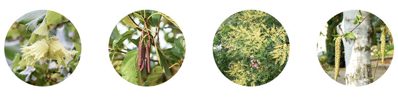 05_Pollenallergie_Pflanzen